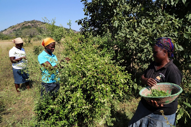 Nkayi women venture into green tea project