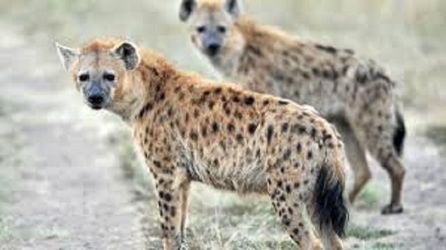 Hungry hyenas terrorise villagers