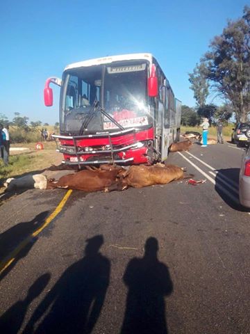 Bus ploughs into 24 cattle, 18 killed
