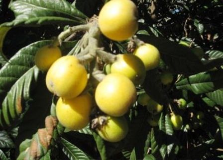 Marula enterprise gains momentum
