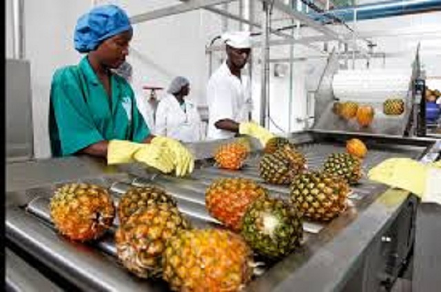 ‘Agro processing can create jobs’