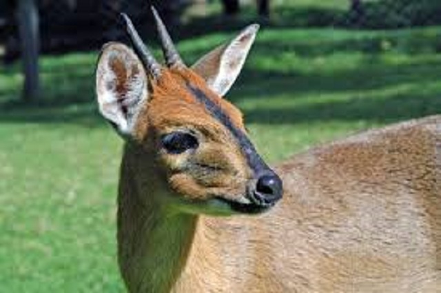 Duiker with no tail strays into high density suburb