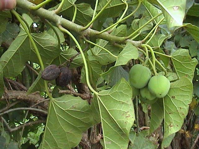Cut down Jatropha trees, schools told