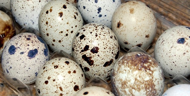 Quail eggs medicinal claim dismissed