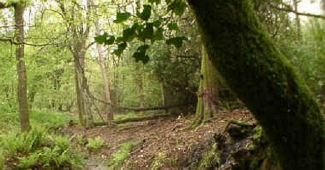 Woodlanders reaping land reform benefits