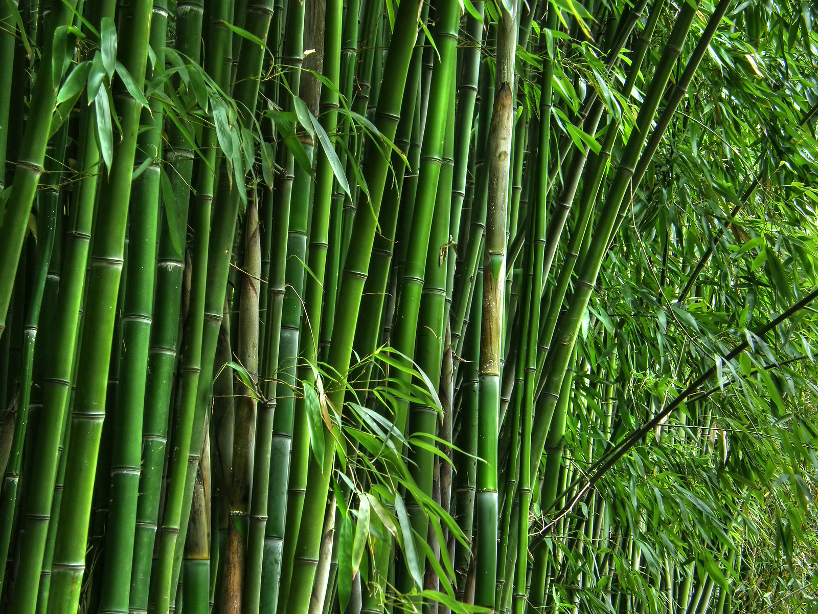 Bamboo: Africa’s untapped potential