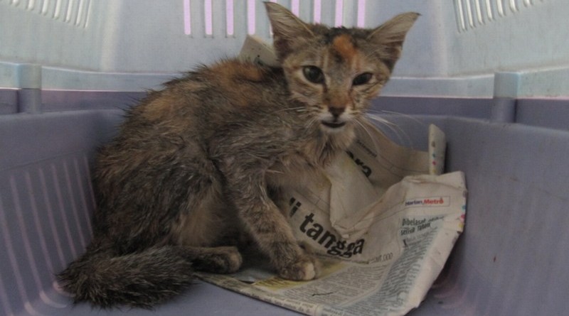 Cat diagnosed with ‘HIV’ in Nairobi
