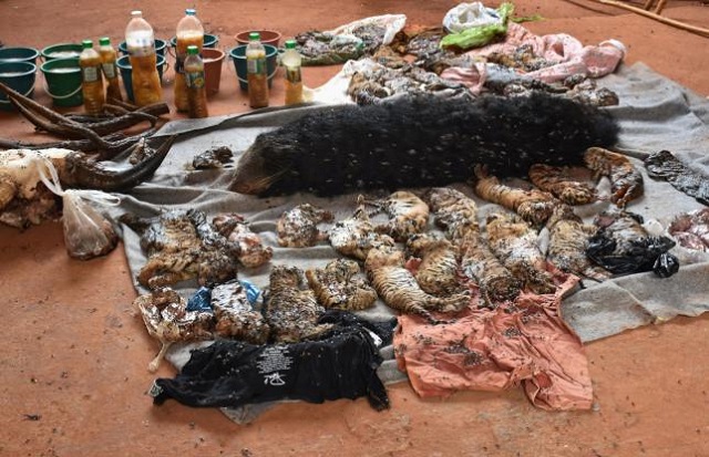 40 dead tiger cubs found in temple freezer