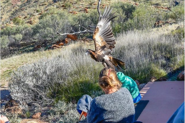 Eagle tries to carry off Australian boy