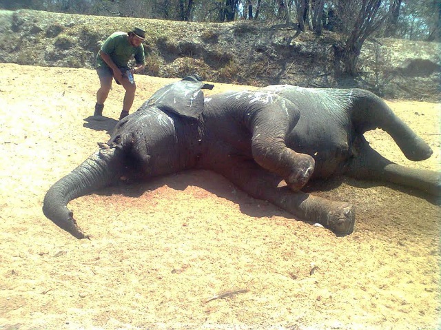 4 jumbos die, cyanide poisoning suspected