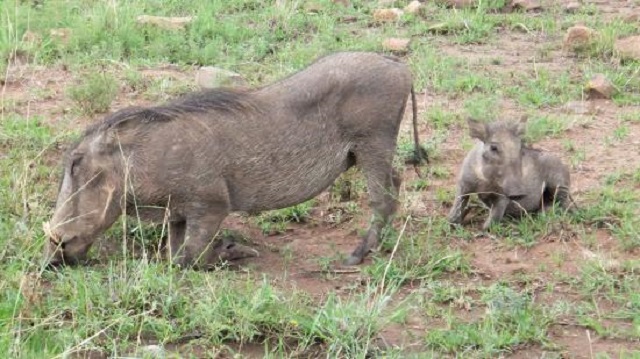 Warthogs wreak havoc in Mat North