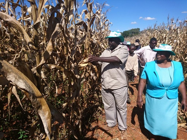 Command Agric turns Shurugwi miner into successful farmer