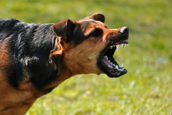 8 pupils treated after rabid dog attack