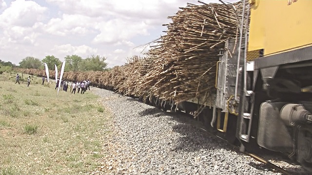 A train hauls sugar on the Nandi-Mkwasine railway line