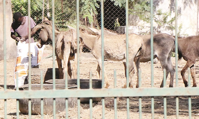 SPCA orders mercy killing for donkeys at abattoir