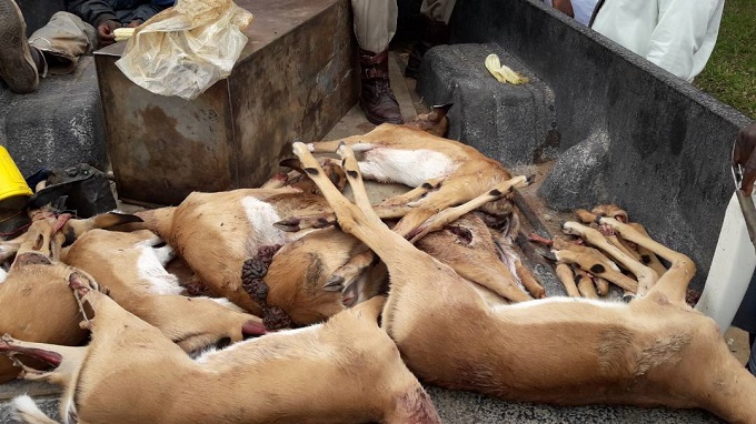 Man caught skinning Impala