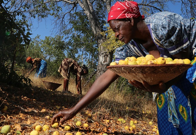 Marula trees fight poverty in Bulilima district