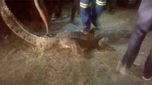 UPDATED: Croc appears from nowhere, terrorises residents