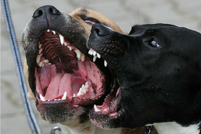 NEW: Vicious dogs maul girl (13) to death