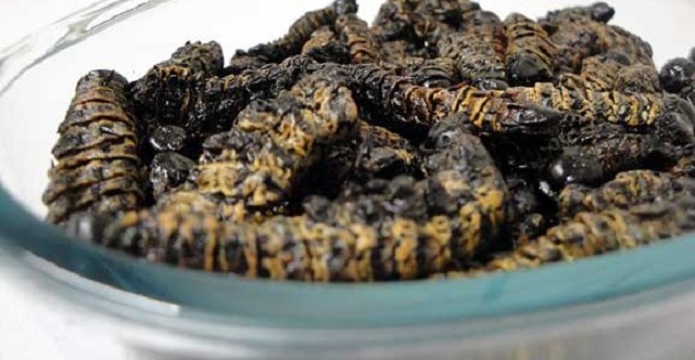 Amacimbi are not just another can of worms