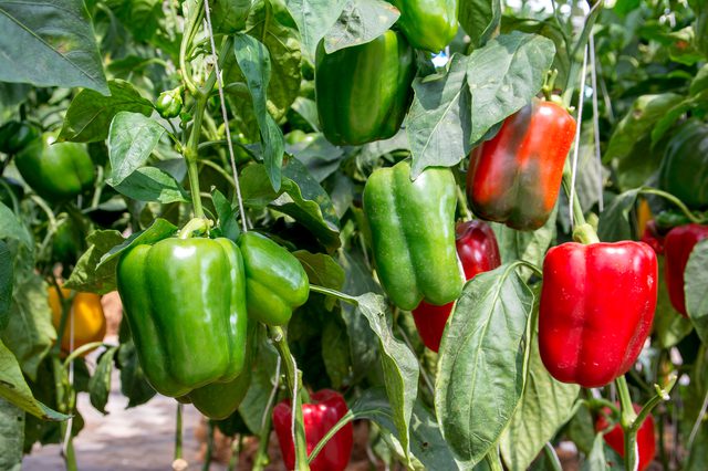 ZimTrade tips farmers on $4.7bn capsicum market
