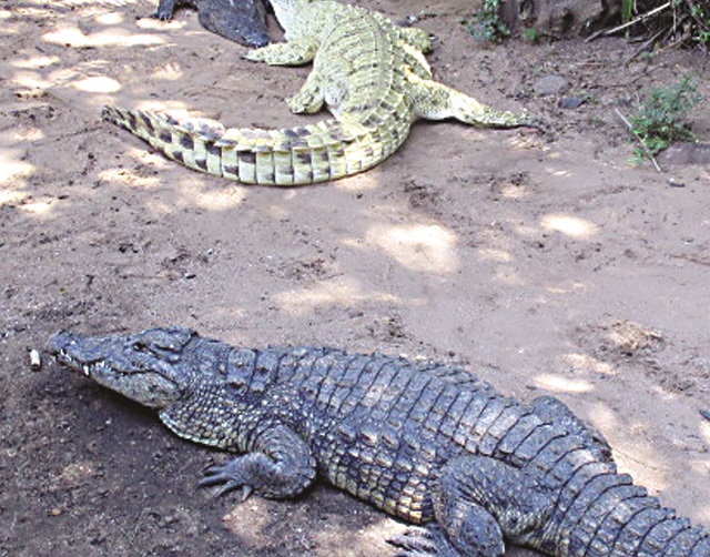 Man mauled by crocodiles