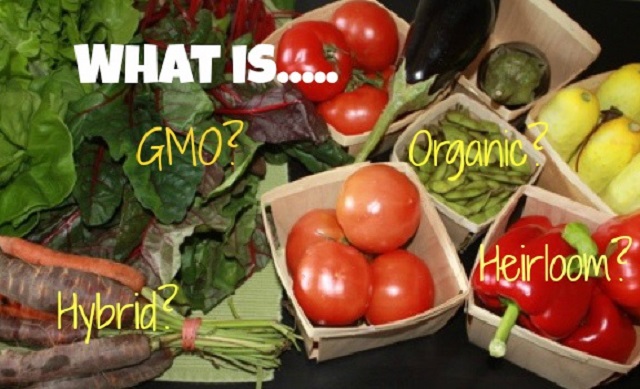 Hybrid, GMO and heirloom plants?