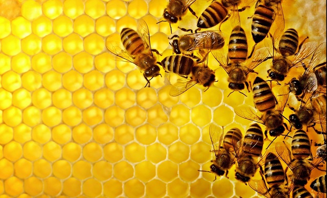 Zimbabwe marks World Bee Day
