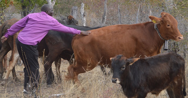 Command Livestock brings cheer to villagers
