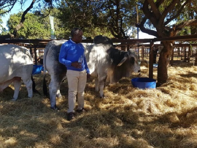 Nust lecturer makes record $24 000 bull sale