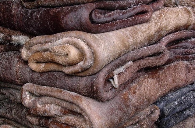 Stop exporting raw hides, Comesa told