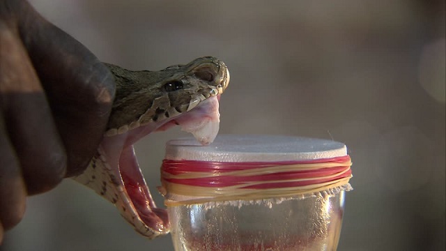 1 week, 24 snake bites. . . Anti-venom remains in short supply