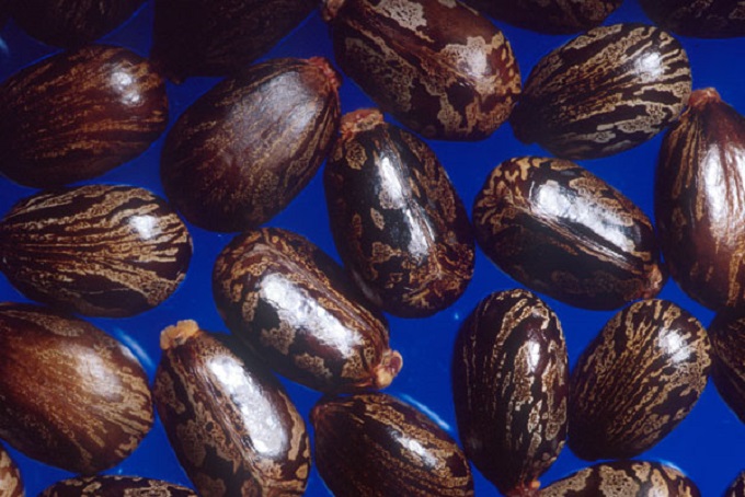 Life Brand launches castor bean growing prowing programme