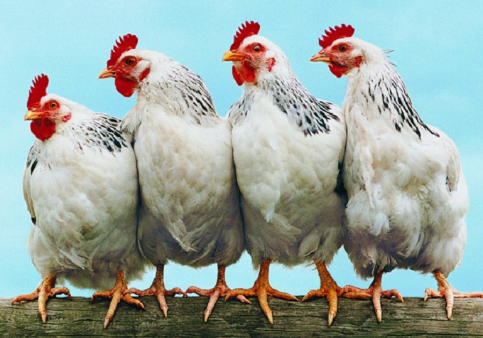 SA’s fat-chicken crisis is getting worse, says poultry giant