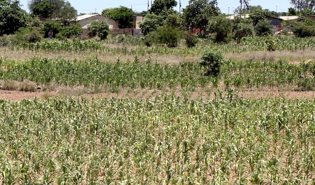 Normal to below-normal rainfall forecast for Sadc