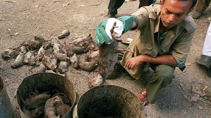 ‘Rat fever’ threatens thousands after Indian state’s worst floods