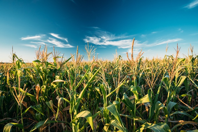 Command Agriculture: The Model Concept