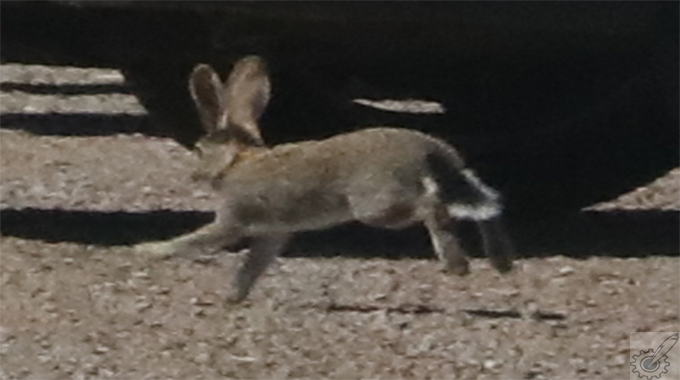 PICTURE: Rabbit evades being run over by car