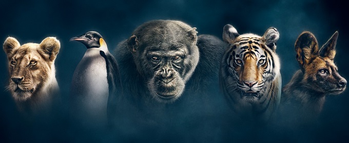 Locally filmed wildlife series Dynasties premieres on DStv