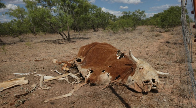 Small-scale farmers: Drought looms
