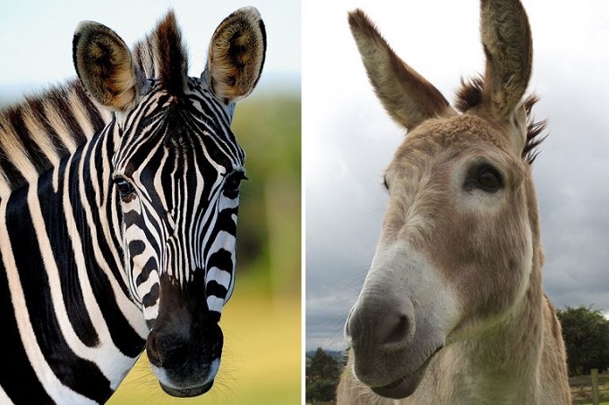 Stolen donkey meat sold as zebra