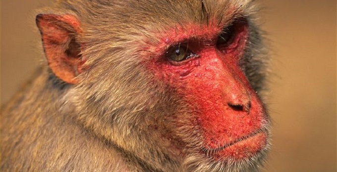 Monkeys terrorise India’s centre of power