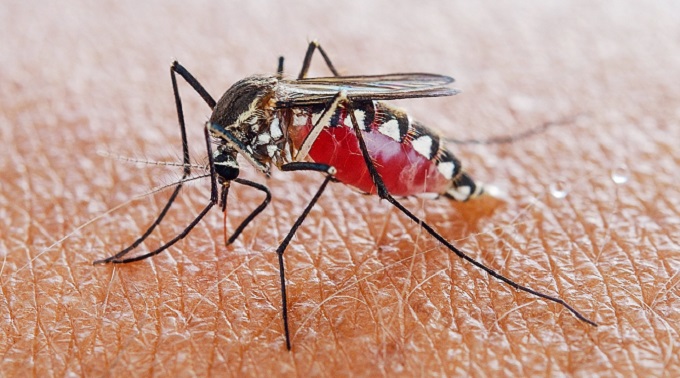 Coronavirus Watch: The new coronavirus CANNOT be transmitted through mosquito bites.