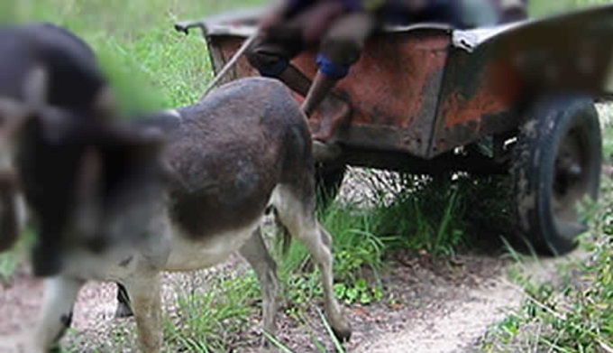 Mbire man dies in scotch-cart accident