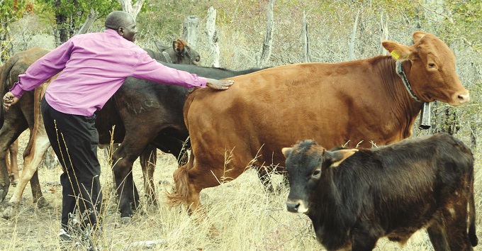 Farmers must work around El Nino to reduce drought effects