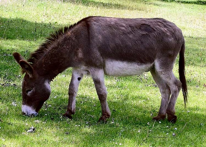 Donkey ‘thief’ sues villagers, cop for $100 000