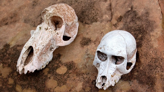 ‘Inyanga’ denied bail for possessing baboon skulls