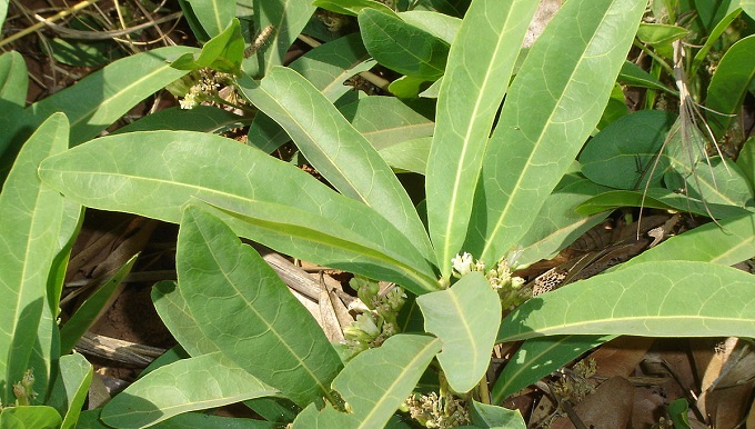Vet Dept warns cattle farmers to be wary of poisonous plant