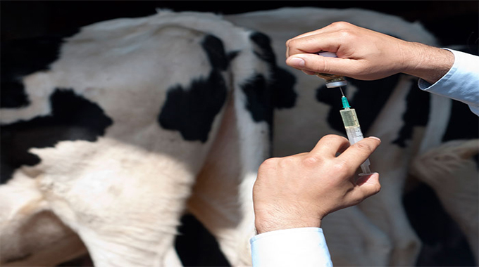 22 000 cattle vaccinated