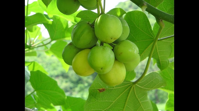 56 pupils eat jatropha fruits, hospitalised